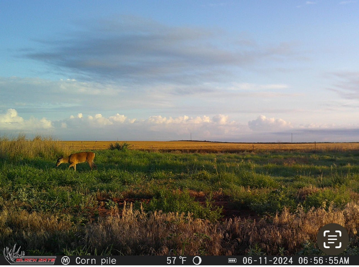 Blackgate Trail Camera R4G - Gen 2 (Photo & Video) | Blackgate | Trail Cameras