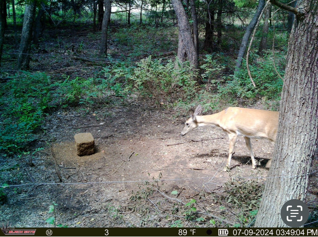 Blackgate Trail Camera R4G Lite (Photo Only) | Blackgate | Trail Cameras