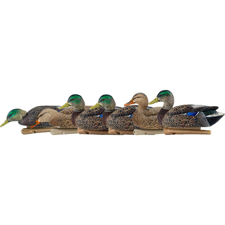 Avian X Top Flight Duck Decoys Early Season Mallards 6 pk. | Avian-X
