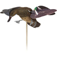 Avian X Powerflight Hen Decoy Green-Winged Teal | Avian-X