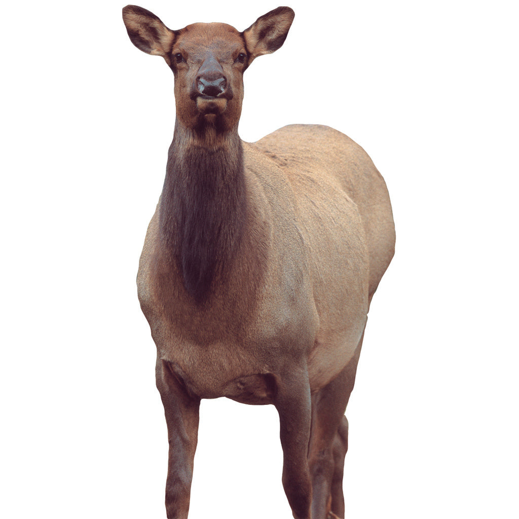 Montana Decoy Eichler Elk Decoy | Montana Decoy