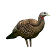 Avian X Breeder Turkey Decoy | Avian-X