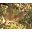 DuraMesh Archery Target Whitetail 3 25 in. x 32 in. | DuraMesh