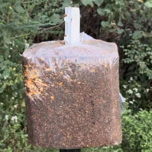Trail Camera Mounts